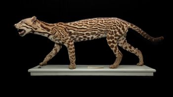 Media type: image;   Mammalogy 5858 Description: Left lateral view of ocelot mounted skin.;